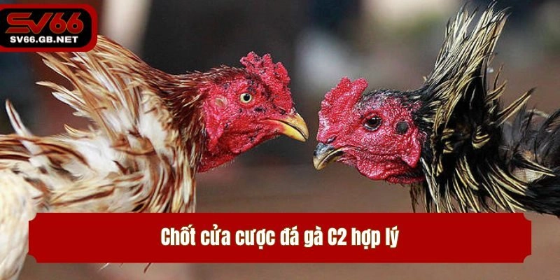 Chốt cửa cược đá gà C2 hợp lý
