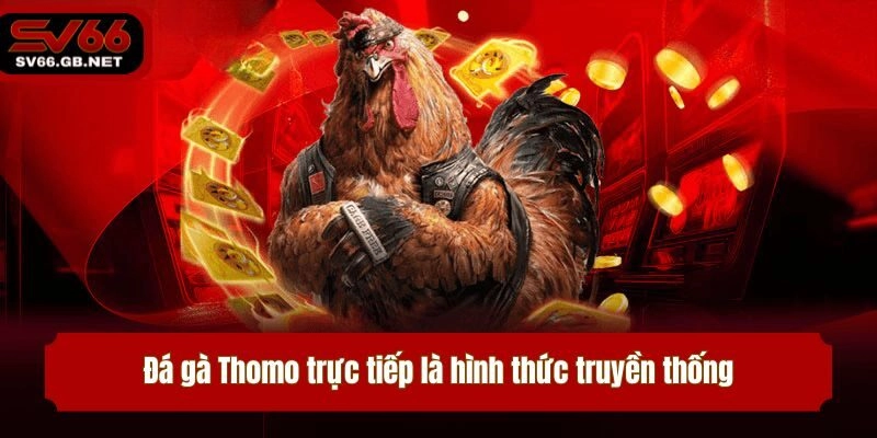 Đá gà Thomo trực tiếp là hình thức truyền thống