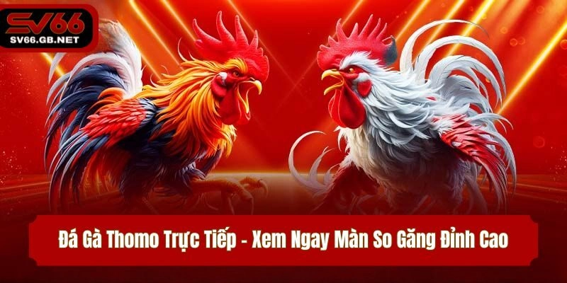 Đá Gà Thomo Trực Tiếp – Xem Ngay Màn So Găng Đỉnh Cao