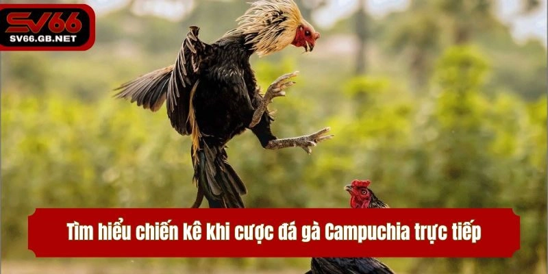 Tìm hiểu chiến kê khi cược đá gà Campuchia trực tiếp